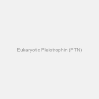 Eukaryotic Pleiotrophin (PTN)